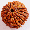 Rudraksha
