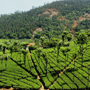 More About Coonoor